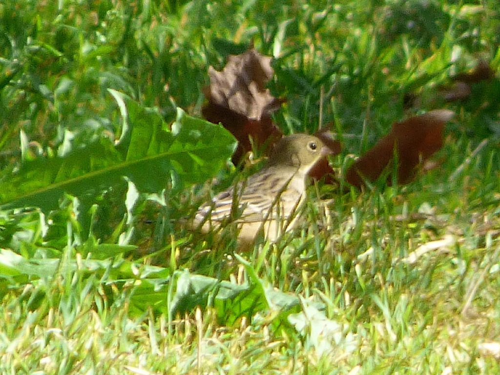 Ortolano in migrazione a Rivoli (TO)